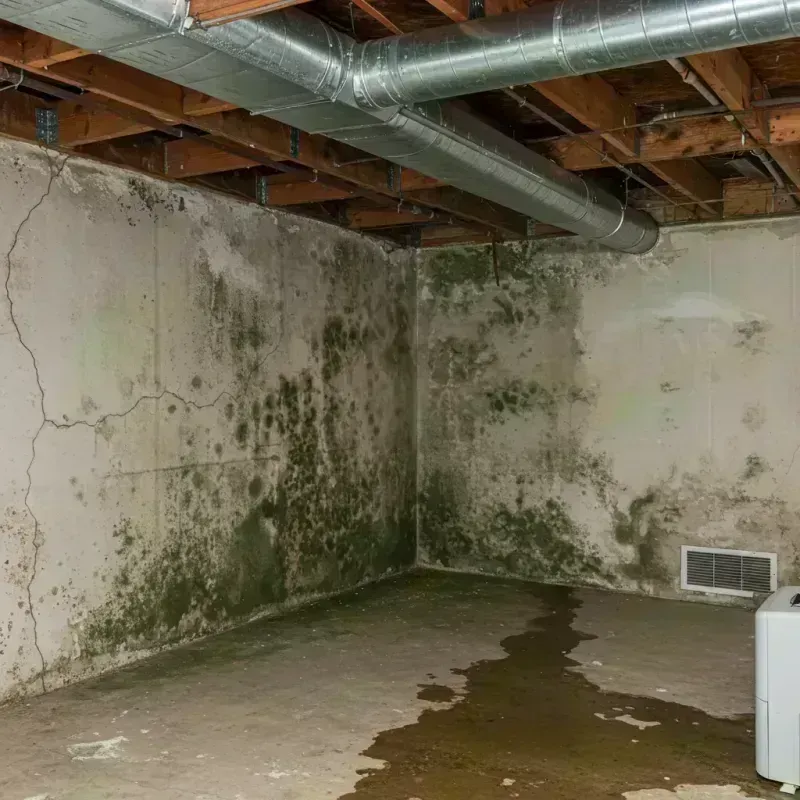 Professional Mold Removal in Brookfield, MO